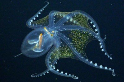 Ahtapotlar dinozorlardan önce yaşamış olabilir