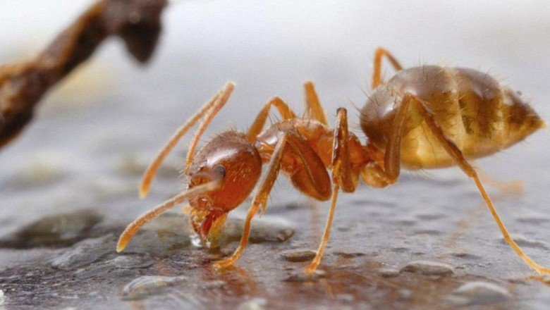 Asit püskürten "çılgın karıncalar" gizemli bir patojene yenik düştü