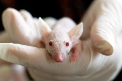 Farelerdeki pankreas kanseri tetanoslu tümör hücreleriyle tedavi edildi