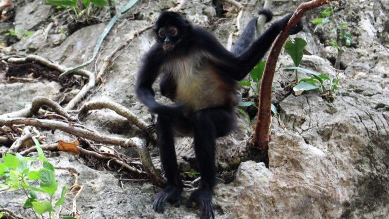 Örümcek maymunlarının "alkol akışkanlığı" ortaya çıktı