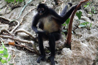 Örümcek maymunlarının 