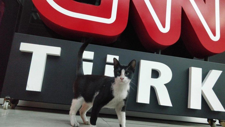 CNN TÜRK'te "kedi operasyonu"