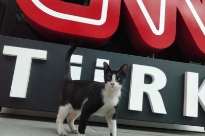 CNN TÜRK'te "kedi operasyonu"