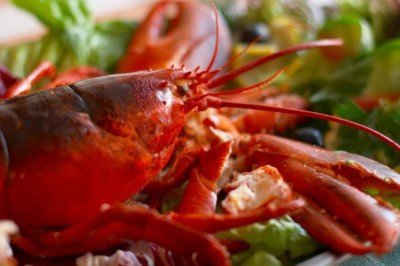 I İle Başlayan Hayvan İsimleri... I Harfi İle Başlayan Hayvanlar