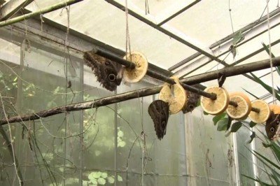 Uçuşan renk cümbüşü bu çiftlikte