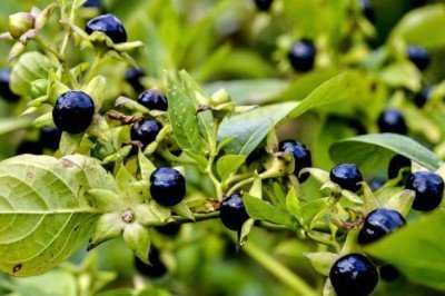 Afrodizyak etkisi cinsel gücü zirveye çıkarır