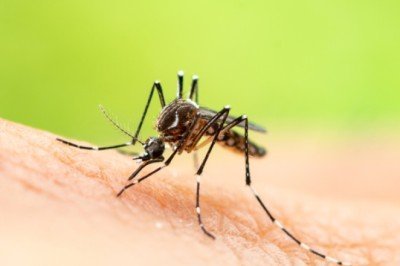 Dünya Sağlık Örgütü’nden yeni salgın uyarısı! 'Böceklerden bulaşacak, sinyaller alıyoruz'