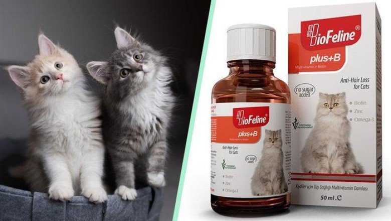 Kedinizin sorunlarına deva olabilecek onu zinde tutacak en iyi kedi vitaminleri