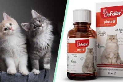 Kedinizin sorunlarına deva olabilecek onu zinde tutacak en iyi kedi vitaminleri