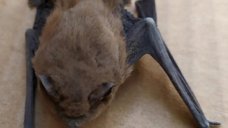 Paniğe yol açtı! 'Uyku sersemi' yarasa yaşlı çiftin evine girdi