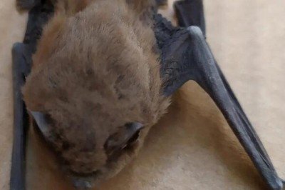 Paniğe yol açtı! 'Uyku sersemi' yarasa yaşlı çiftin evine girdi