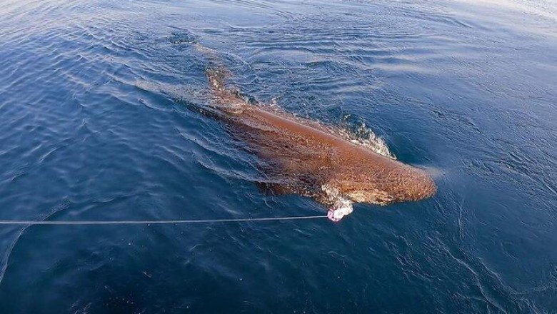 Yer: Çanakkale! 40 dakikada çekebildiler, 3,5 metre boyunda ve yarım ton ağırlığında