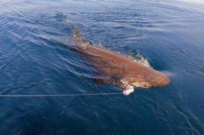 Yer: Çanakkale! 40 dakikada çekebildiler, 3,5 metre boyunda ve yarım ton ağırlığında