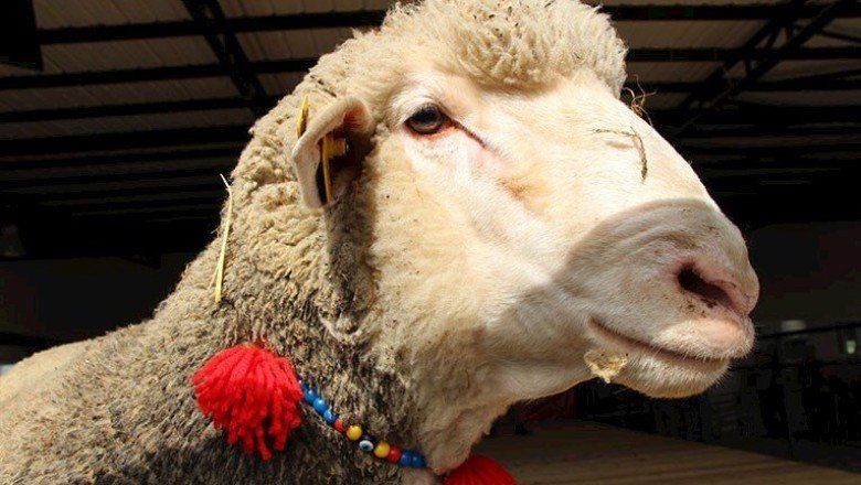 Tarım ve Orman Bakanı Kirişci'den "ucuz et" açıklaması