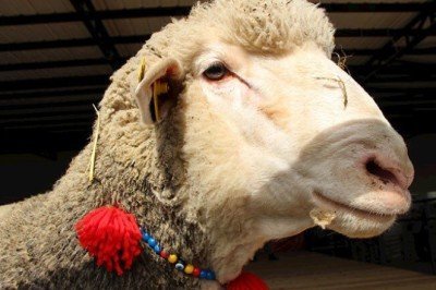 Tarım ve Orman Bakanı Kirişci'den 