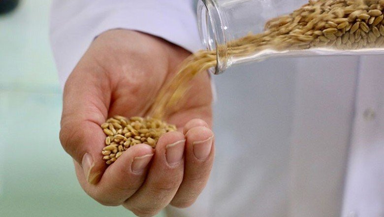 Yerli bisküvi "kanatlı" olacak