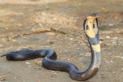 5 sürüngenden biri yok olma tehlikesiyle karşı karşıya!