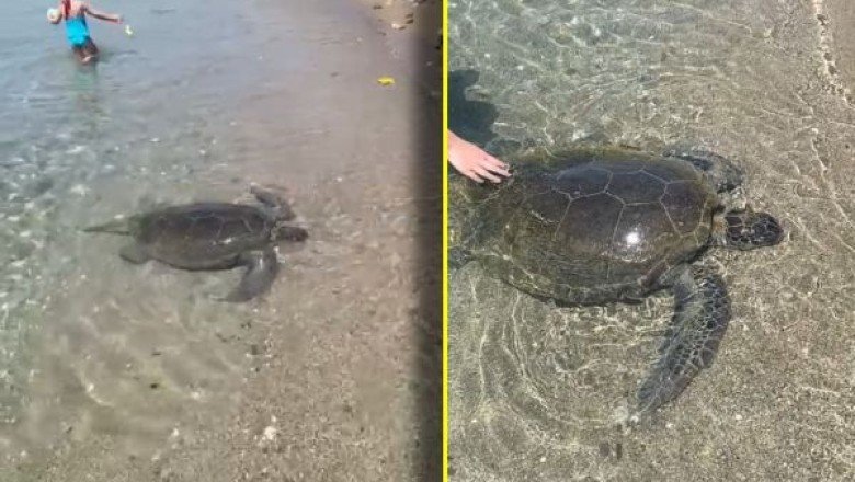 Alanya’da Caretta üreme alanlarında ATM krizi