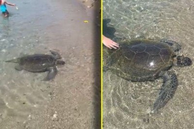 Alanya’da Caretta üreme alanlarında ATM krizi