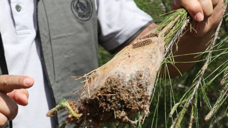 Bayram tatilinde çam kese böceğine dikkat!