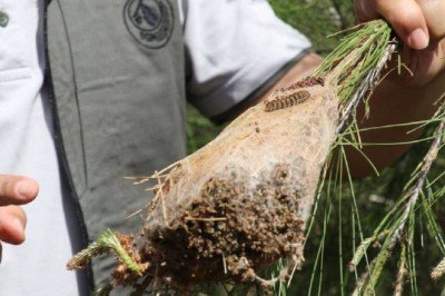 Bayram tatilinde çam kese böceğine dikkat!