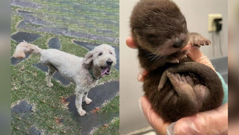 Kanser hastası üç bacaklı köpek, yavru su samurunu ölümden kurtardı