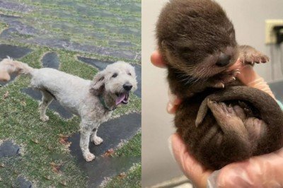 Kanser hastası üç bacaklı köpek, yavru su samurunu ölümden kurtardı