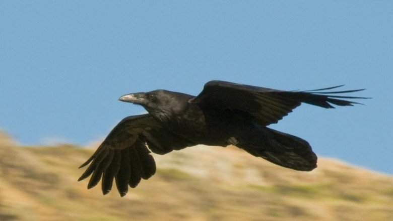 Karga ve kuzgunların dünyayı nasıl "ele geçirdiği" ortaya çıktı