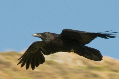 Karga ve kuzgunların dünyayı nasıl 