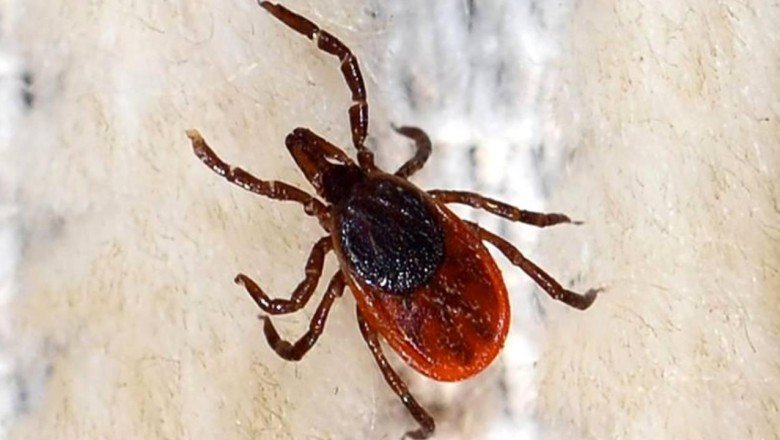 KKKA hastalığı kene tutunması olmasa da bulaşabiliyor