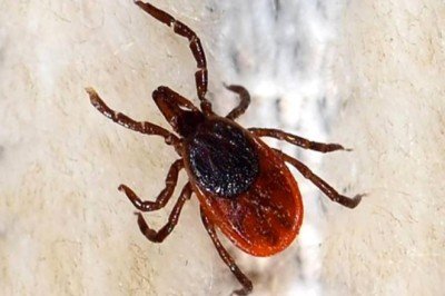 KKKA hastalığı kene tutunması olmasa da bulaşabiliyor