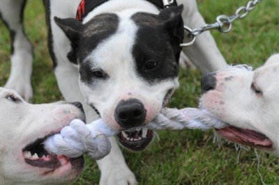 Köpeklerin cinsinin, davranışlarını çok da etkilemediği tespit edildi