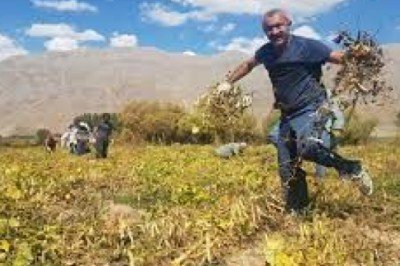 Komünist Başkan ilk Yerli Tohumu toprakla buluşturdu