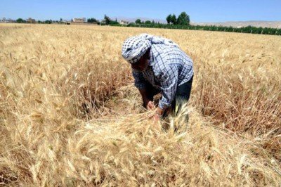 İngiliz Financial Times'tan Türkiye tarımı analizi: 500 bin çiftçi zorluk içinde