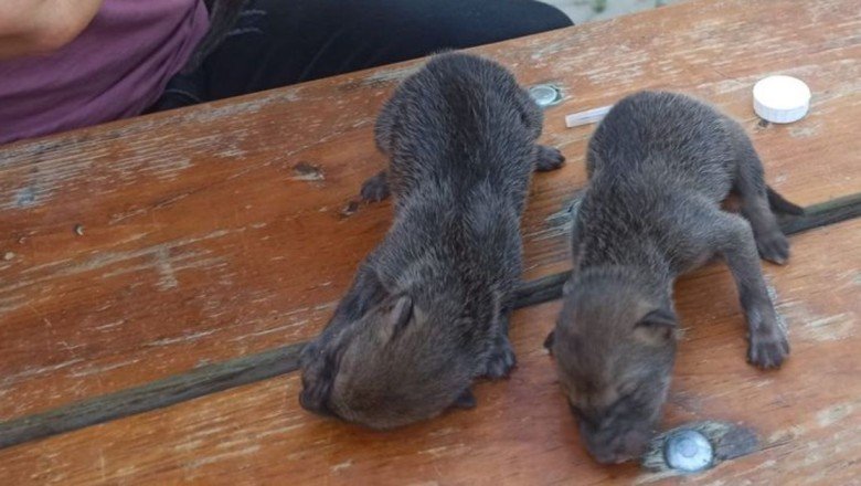 Anneleri ölmüş 3 çakal yavrusu koruma altına alındı