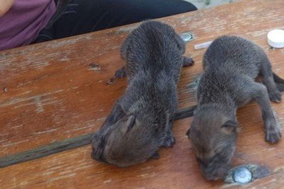 Anneleri ölmüş 3 çakal yavrusu koruma altına alındı