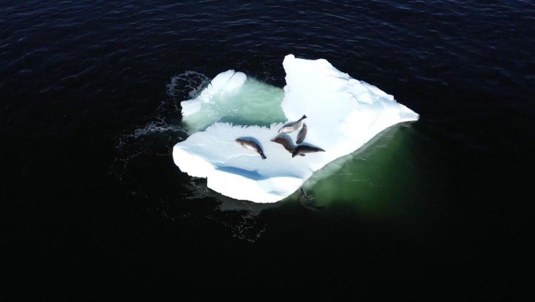 Antarktika'da buzullar hızla eriyor