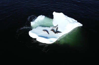 Antarktika'da buzullar hızla eriyor