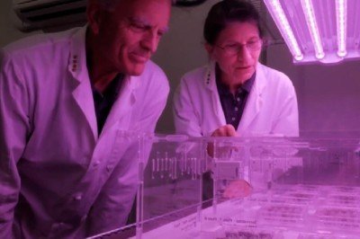 Ay'dan getirilen toprakta bitki yetiştirildi