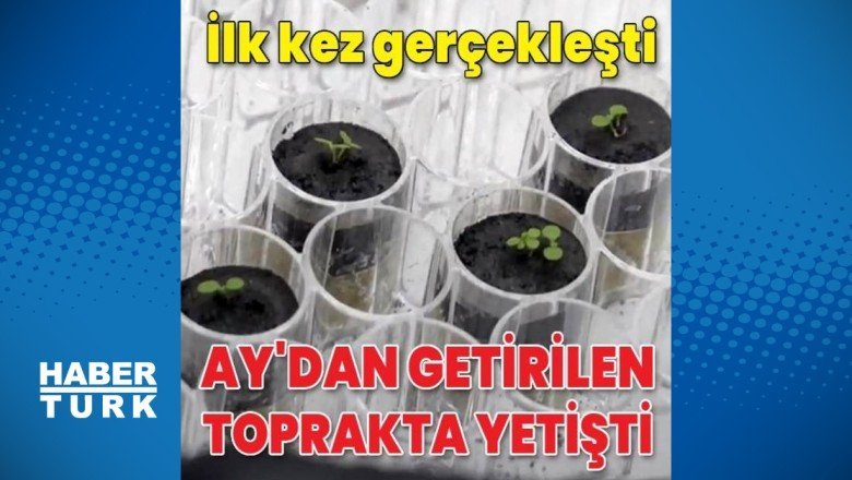Ay'dan getirilen toprakta yetişti