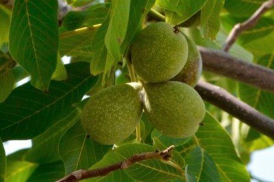 Ceviz kabuklarından dezenfektan üretildi