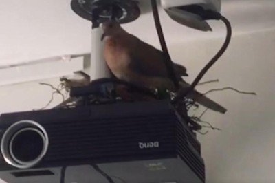 Kumru sınıfı yuva edindi