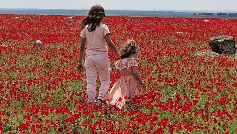 Siverek'teki anemon bahçesi görenleri hayran bırakıyor