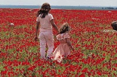 Siverek'teki anemon bahçesi görenleri hayran bırakıyor