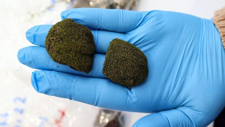 Akdeniz bitki örtüsü 100 sene sonra Karadeniz'de görülebilir