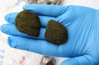 Akdeniz bitki örtüsü 100 sene sonra Karadeniz'de görülebilir