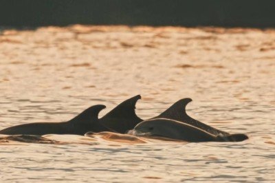 Alman fotoğrafçı İstanbulun yunuslarını görüntüledi