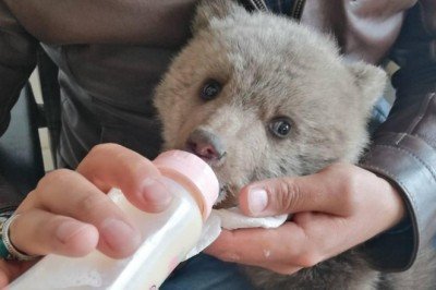 Annesi bulunamayan yavru ayı korumaya alındı