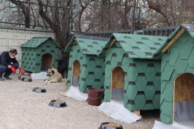 Devlet Arşivleri Başkanlığı bahçesini sahipsiz hayvanlara ayırdı