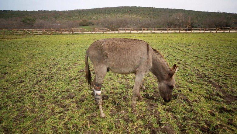 Emektar dostlarımıza vefa yuvası: Emekli Hayvanlar Çiftliği